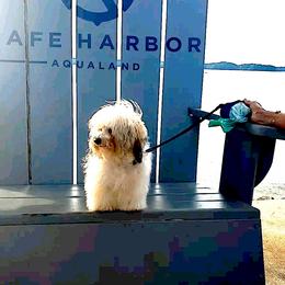 Havanese puppies from Endearing Havanese
