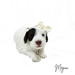 Megan choc sable roan - Chocolate female Australian Labradoodle puppy in Wamego, Kansas from Doodles of Oz