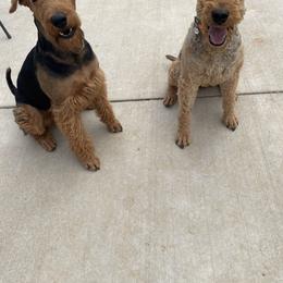 Tucker - Airedale Terrier