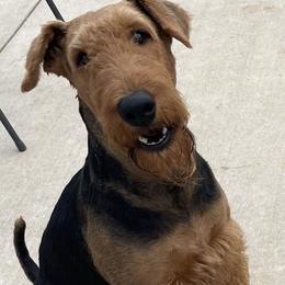 Tucker - Airedale Terrier