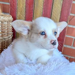 Kirk - Fawn merle male American Corgi puppy in Shawnee, Oklahoma from Sunray Ranch