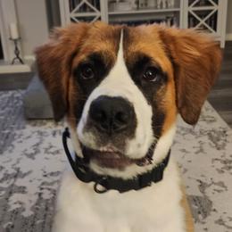 Saint Berdoodles and Saint Bernards from Jacqualyn Bramlett