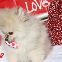 Biscotti - Cream male Pomeranian puppy in Woodbine, Georgia from Bowdachs Cream Pies