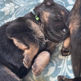 Luci - Black and tan female German Shepherd puppy in Winters, California from Vom Haefner German Shepherds