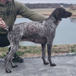 Annie - German Shorthaired Pointer
