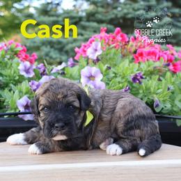 Cash - Sable male Bernedoodle puppy in Heyworth, Illinois from Cobble Creek Puppies