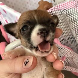 Franklin - Chocolate and white male Chihuahua puppy in Sherwood, Arkansas from Bartelt Breeders
