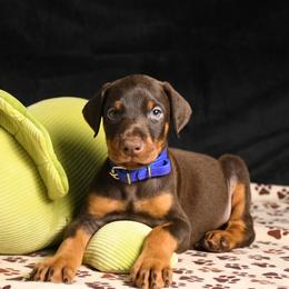 Major - Red and rust male Doberman Pinscher puppy in Overton, Texas from Obsidian Kennel
