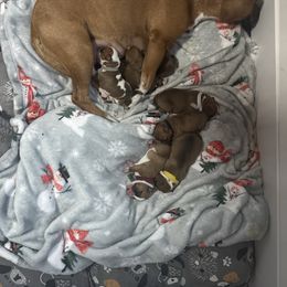 Girl 2 - Red female Staffordshire Bull Terrier puppy in Port Saint Lucie, Florida from Southern Staffies