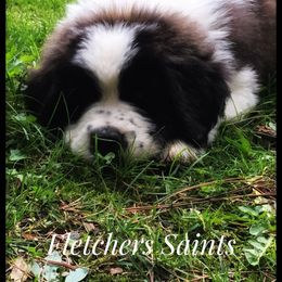 Saint Bernard Puppies from Fletchers Saints