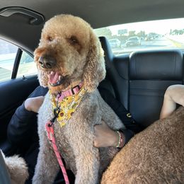 Gucci - Goldendoodle