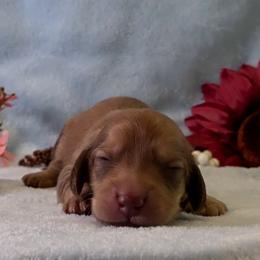Boy 4 - Chocolate and cream male Dachshund puppy in Mt. Sterling, Illinois from Doxie Do's