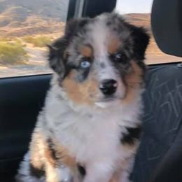 Miniature Australian Shepherds and Toy Australian Shepherds from Cedar Creek Aussies