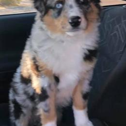 Miniature Australian Shepherds and Toy Australian Shepherds from Cedar Creek Aussies