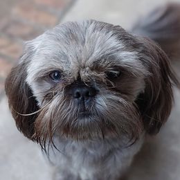 Shih Tzus from Lotte-Lou's Shih-Tzus