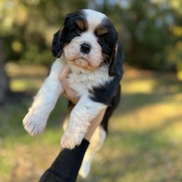 AKC Noble - Tri-color male Cavalier King Charles Spaniel puppy in Mount Dora, Fl, Florida from Breezy Palms Puppies