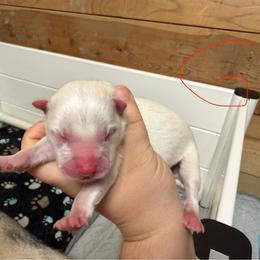 Girl 3 - White female Pomsky puppy in Greenfield, Minnesota from SRF Pomskies