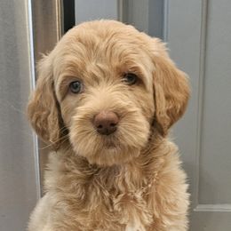 Carson - Apricot male Goldendoodle puppy in Kansas City, Missouri from Poppy's Doodles