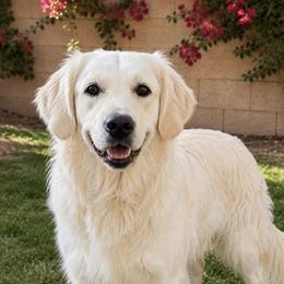 Daisy - Golden Retriever