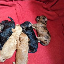 Aussiedoodle, Australian Shepherd, Bernedoodle, Cockapoo, and Poodle Puppies from Sis' Doodles & Poodles