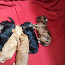 Aussiedoodle, Australian Shepherd, Bernedoodle, Cockapoo, and Poodle Puppies from Sis' Doodles & Poodles