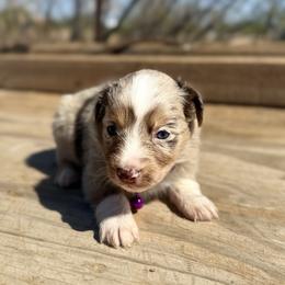 Slingshot - Red merle female Australian Shepherd puppy in Tucson, Arizona from Soqui Ortiz Cattle Ranch