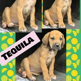 Tequila - Fawn female Great Dane puppy in Wellsville, New York from Prophecy Danes