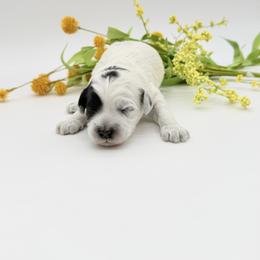 Roadie - Black and chalk male Australian Labradoodle puppy in Denton, Texas from Dignity Labradoodles