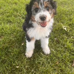 Aussiedoodle and Australian Shepherd Puppies from Junipersdoodles