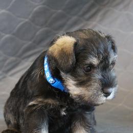AKC Antonio - Salt and pepper male Miniature Schnauzer puppy in Richardton, North Dakota from Crooked Tree Ranch