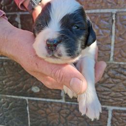 Pumpkin - Brown and white female Saint Bernard puppy in Kinsman, Ohio from Coleman Saint Bernards of Ohio