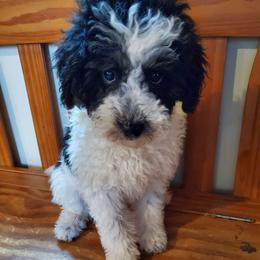 Minnie - Black and white female Sheepadoodle puppy in Bellevue, Iowa from Fluffy Wonders Poms and Doodles