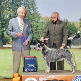 Gucci - Australian Cattle Dog