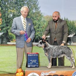 Gucci - Australian Cattle Dog
