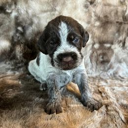 Girl 8 - Wirehaired Pointing Griffon puppy in Jerome, Idaho from Double R Griffons
