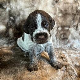 Girl 8 - Wirehaired Pointing Griffon puppy in Jerome, Idaho from Double R Griffons