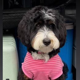 Bernedoodle, Bernese Mountain Dog, and Poodle Puppies from NJ Bernedoodles