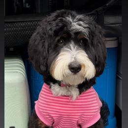 Bernedoodle, Bernese Mountain Dog, and Poodle Puppies from NJ Bernedoodles