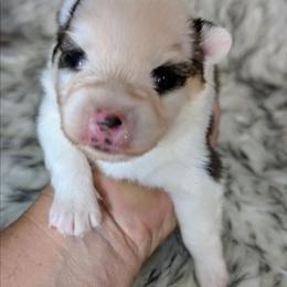 Bessie-2300 - Black and white female Pomsky puppy in Spring Hill, Florida from www.PuppyTimeEmporium.com