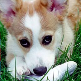 Pembroke Welsh Corgi Puppies from Cefin Corgis