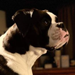 Storm - Boxer