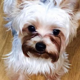 Yorkshire Terrier All Grown Up from Patti Hood's Yorkshire Terriers