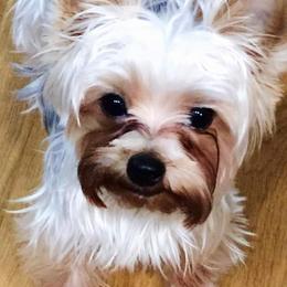 Yorkshire Terrier All Grown Up from Patti Hood's Yorkshire Terriers