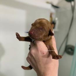 Purple - Yellow female Labrador Retriever puppy in Gillete, Wyoming from Red Prairie Retrievers