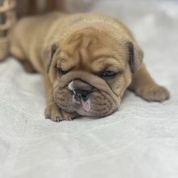 Reese (BOY) - Red brindle and white male Bulldog puppy in Wagoner, Oklahoma from Bre's Bulldogs