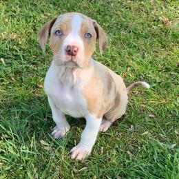 Male 2 - Red merle male Catahoula Leopard Dog puppy in Gadsden, Alabama from Rich Cat’s
