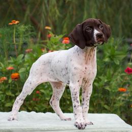 Marina - Liver and white female German Shorthaired Pointer puppy in Chocowinity, North Carolina from Foxtail Hollow
