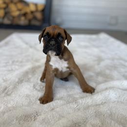 Caramel - Fawn male Boxer puppy in Delta, Colorado from Boxers 4 Us