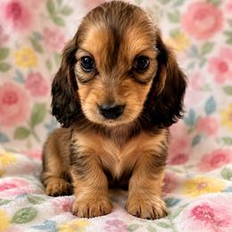Amelia - Shaded Cream- Traveling to South Carolina - Cream female Dachshund puppy in Biloxi, Mississippi from Southern Doxies