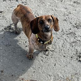Beaux - Dachshund